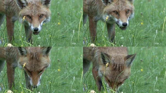 吃红狐一只红狐狸吃草的护理野外狐狸