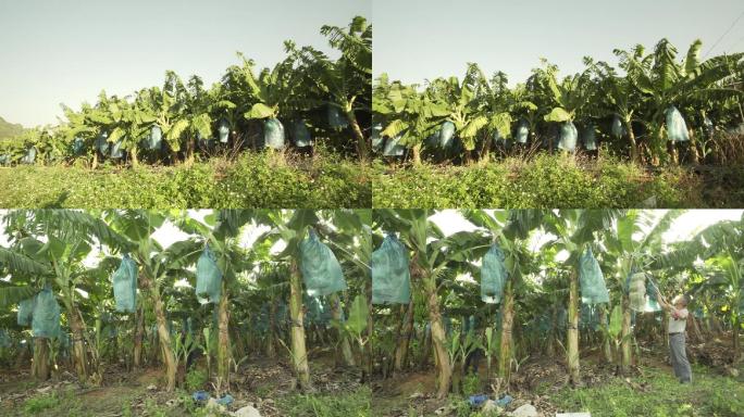 唯美香蕉基地果农采摘香蕉乡村振兴科技助农