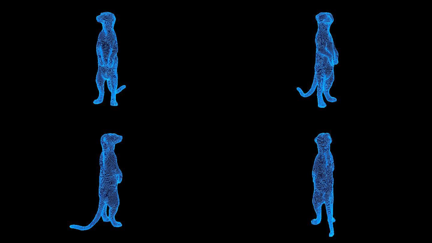 蓝色线框全息科技猫鼬视频素材带通道