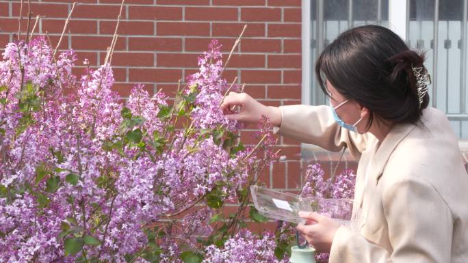 6条4K春天丁香花卉