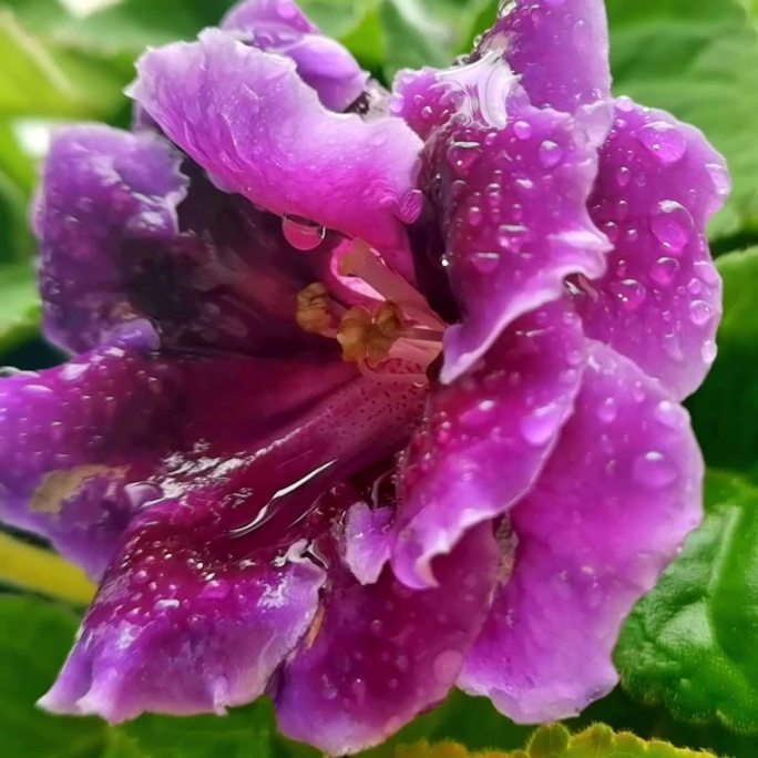 紫色带露珠的花卉