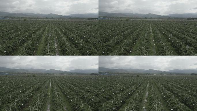西双版纳火龙果种植基地航拍4k原创
