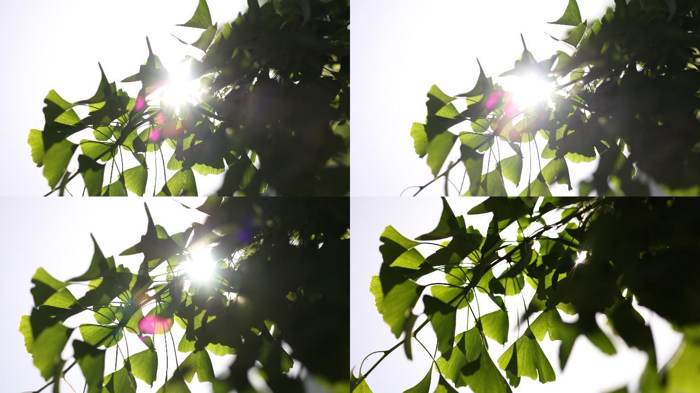 4K树叶通用大气阳光