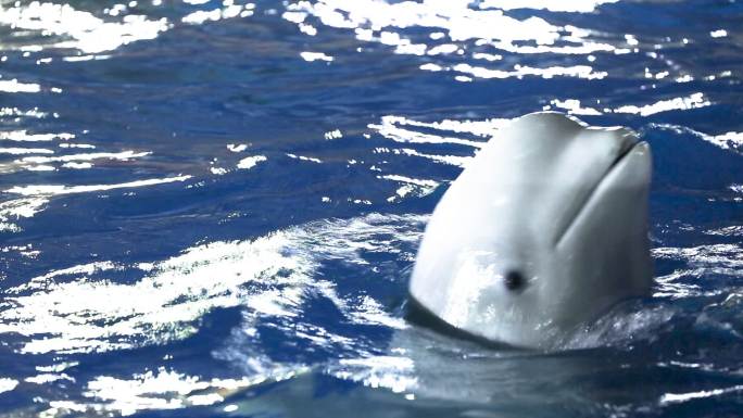 海洋公园 白鲸  训练
