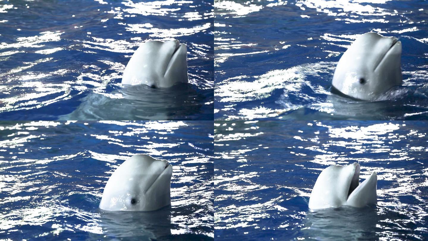 海洋公园 白鲸  训练