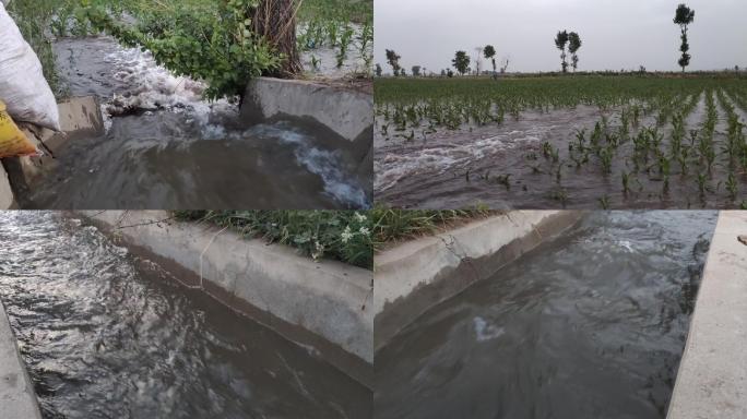 灌溉玉米地 水渠 浇水 浇地 水利