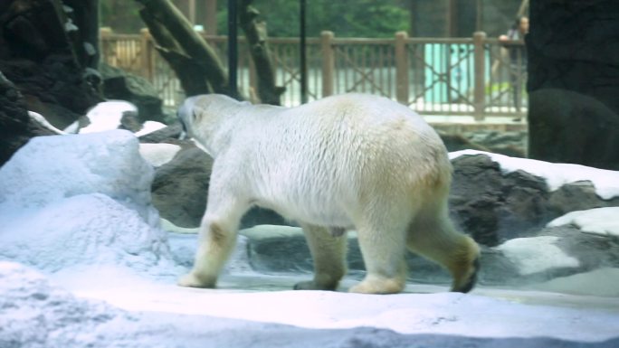 海洋公园 北极熊 动物