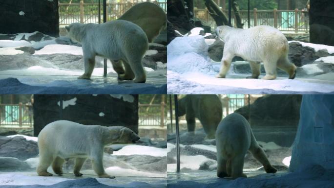 海洋公园 北极熊 动物
