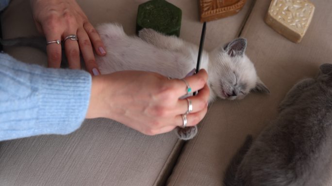 猫主人用梳子梳理小猫