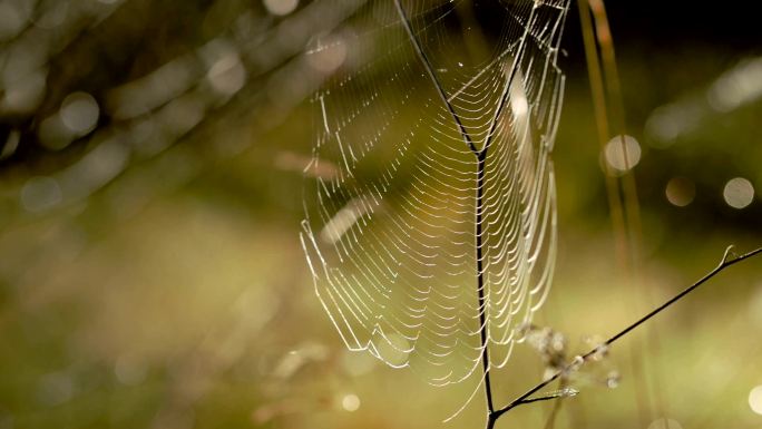 蜘蛛网随风摆动。阳光明亮地照耀着秋天绿色森林中的蜘蛛网。
