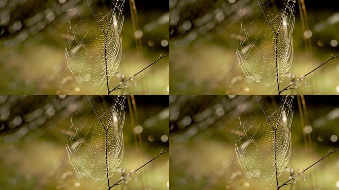 蜘蛛网随风摆动。阳光明亮地照耀着秋天绿色森林中的蜘蛛网。