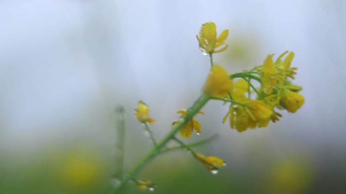 雨中盛开的唯美乡村油菜花视频