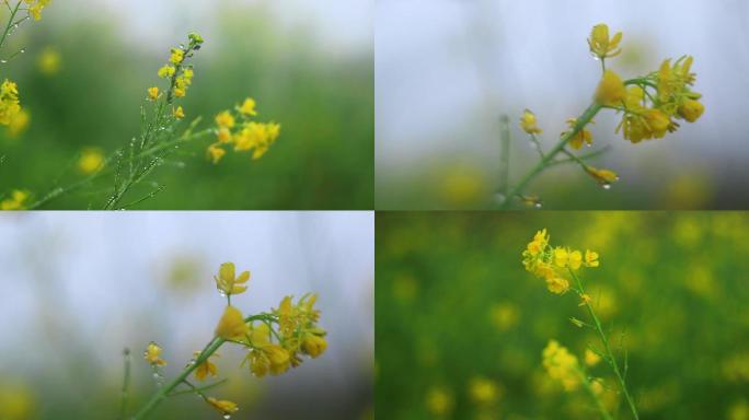 雨中盛开的唯美乡村油菜花视频