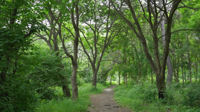 4k穿梭森林唯美清新绿树成荫山间小路