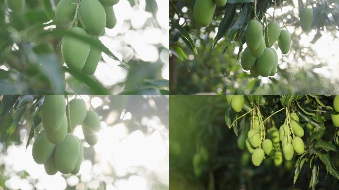 芒果种植基延时蛋芒空镜头