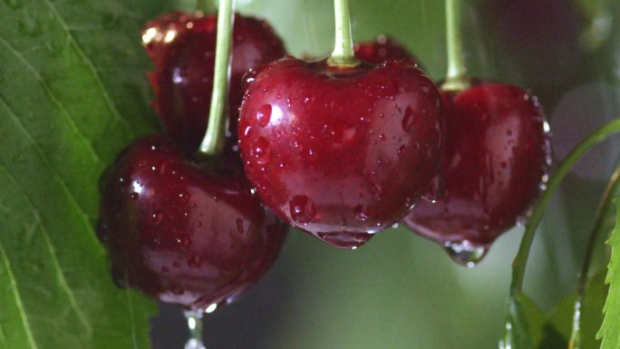 大个樱桃在雨中滴水