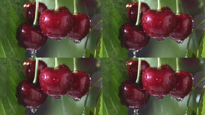 大个樱桃在雨中滴水