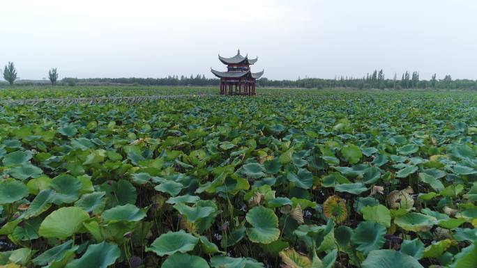 荷花池