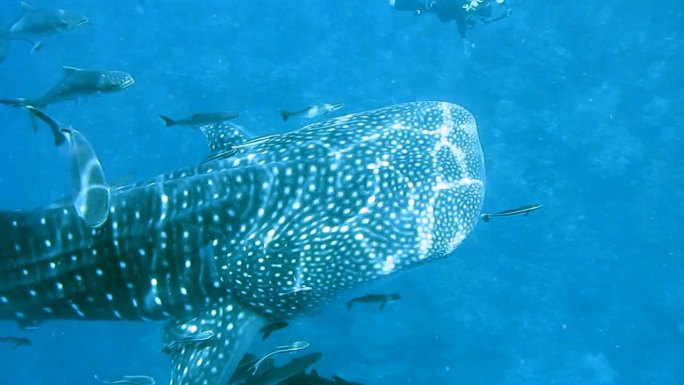濒危物种远洋鲸鲨（Rhincodon类型）与水下潜水摄影师一起游泳。动物原始本能行为的完美展示。确保