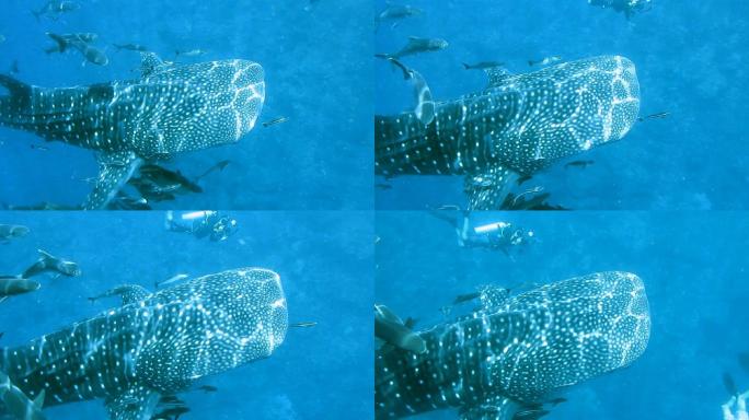 濒危物种远洋鲸鲨（Rhincodon类型）与水下潜水摄影师一起游泳。动物原始本能行为的完美展示。确保