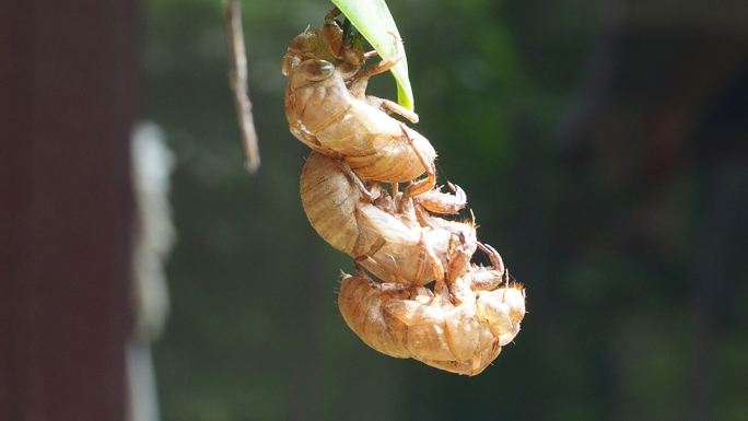蜕皮蝉金蝉环境保护生态