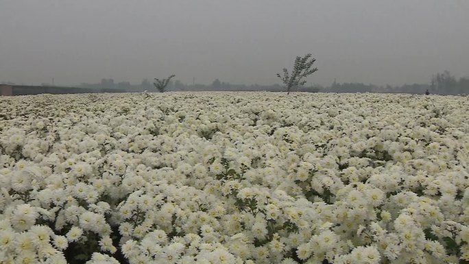 祁菊花种植