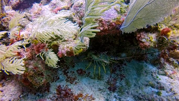 加勒比海阿库马尔湾附近的玛雅大堡礁上的加勒比带刺龙虾（Panulirus argus langous