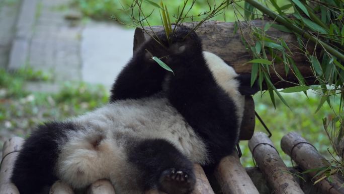 躺着的熊猫吃竹子