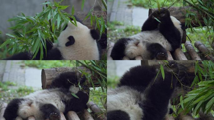 躺着的熊猫吃竹子