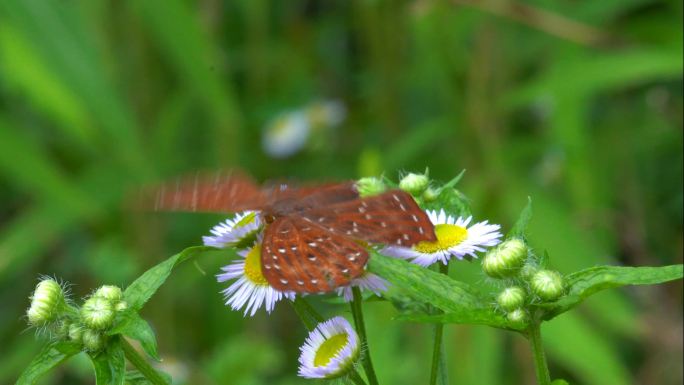 褐色棕色蝴蝶
