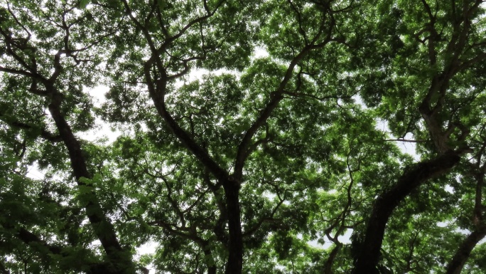 仰望雨树摇曳的树叶大树纳凉好大一棵树