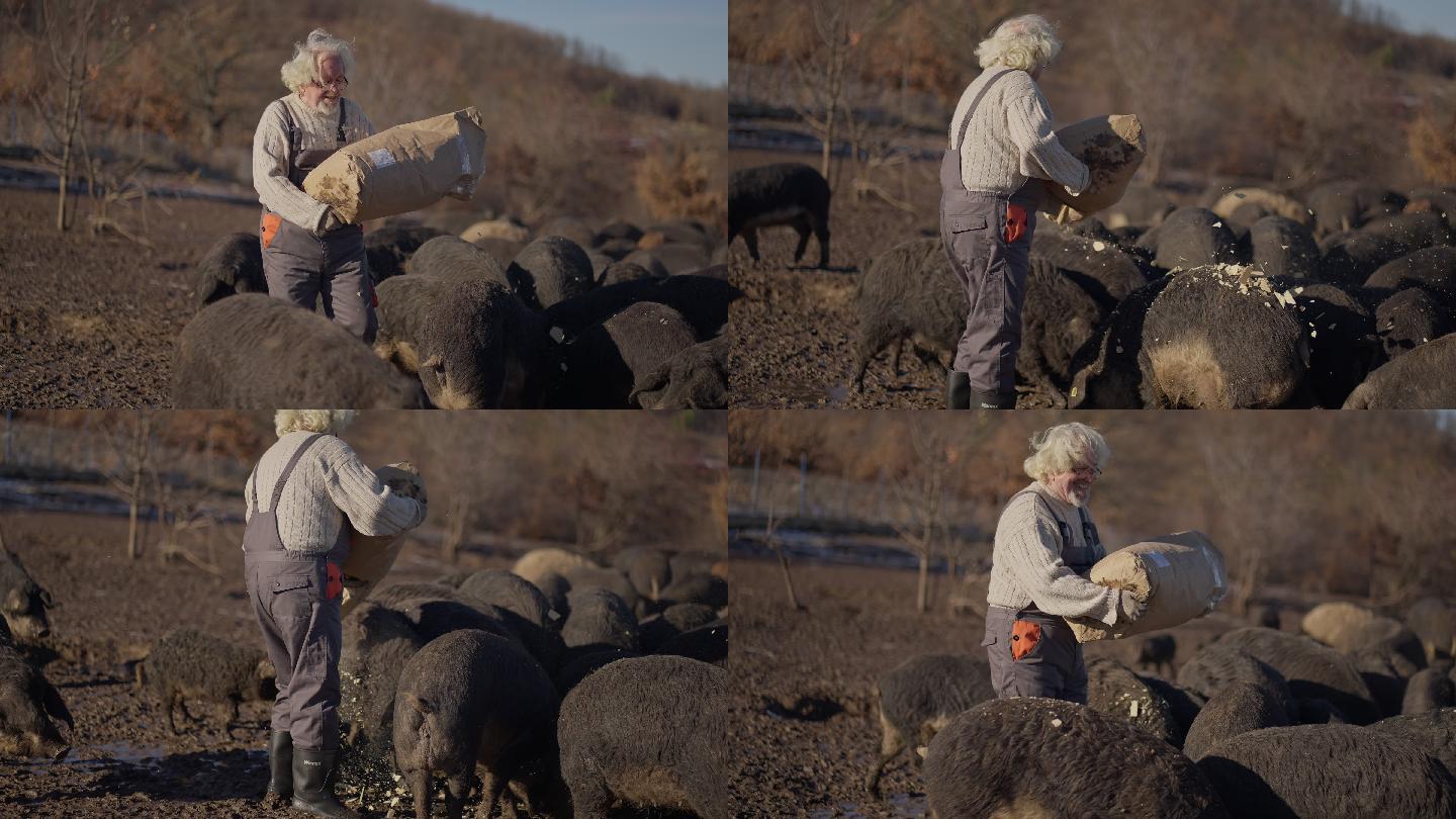 农场里的高加索男性高级农场主，喂养大量曼加里卡猪