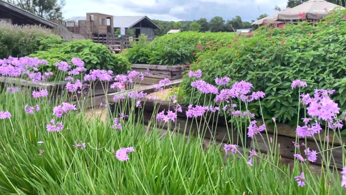 花坛蒜葱紫色小花葱花