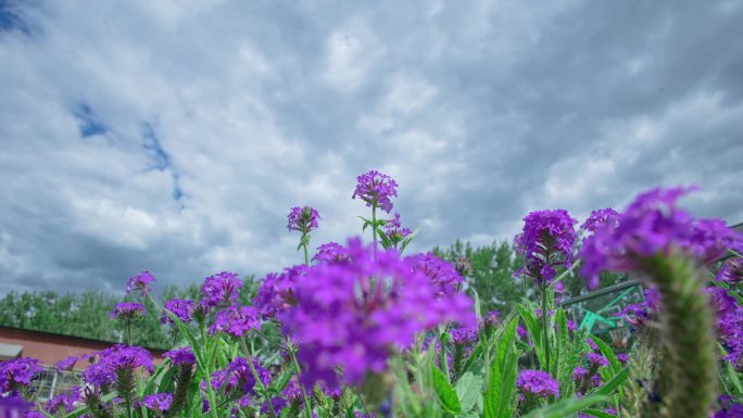 高清花草蓝天白云变幻风动通用大气震撼延时