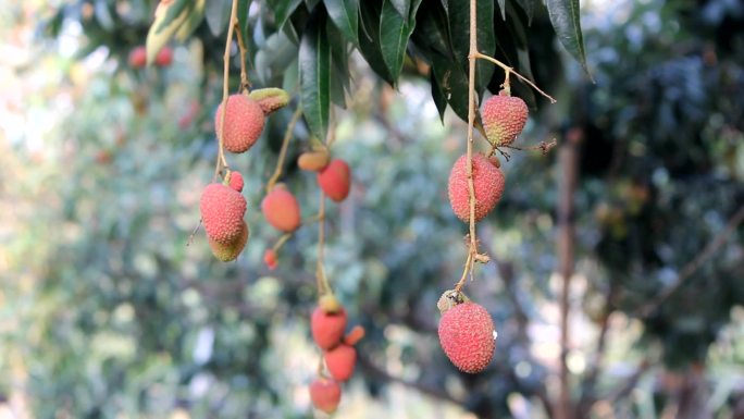 树上的无患子科植物是泰国的水果。第3部分