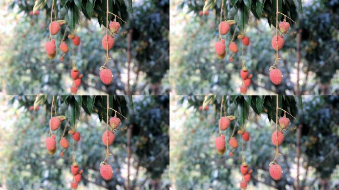 树上的无患子科植物是泰国的水果。第3部分
