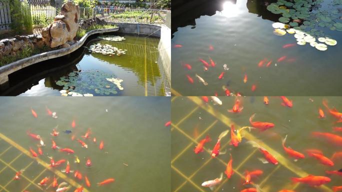 HDR视频素材—池塘里的红鲤鱼群