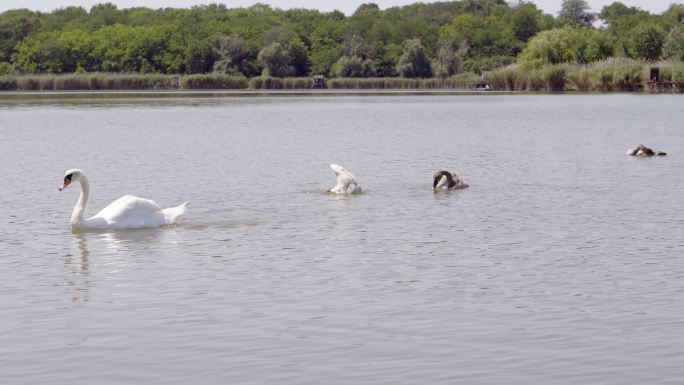 天鹅大海海岛湿地湖泊戏水鸟类保护动物