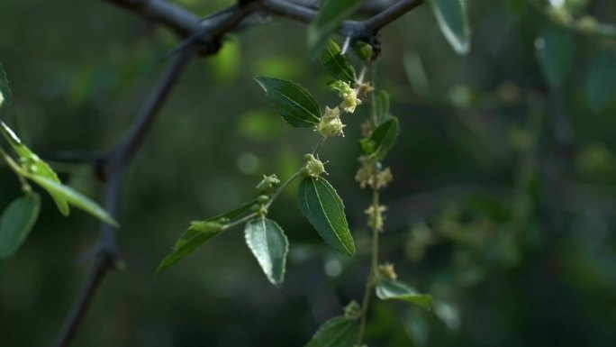 野生酸枣开花结果