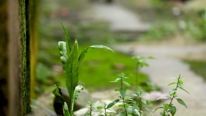 渔村小巷的草