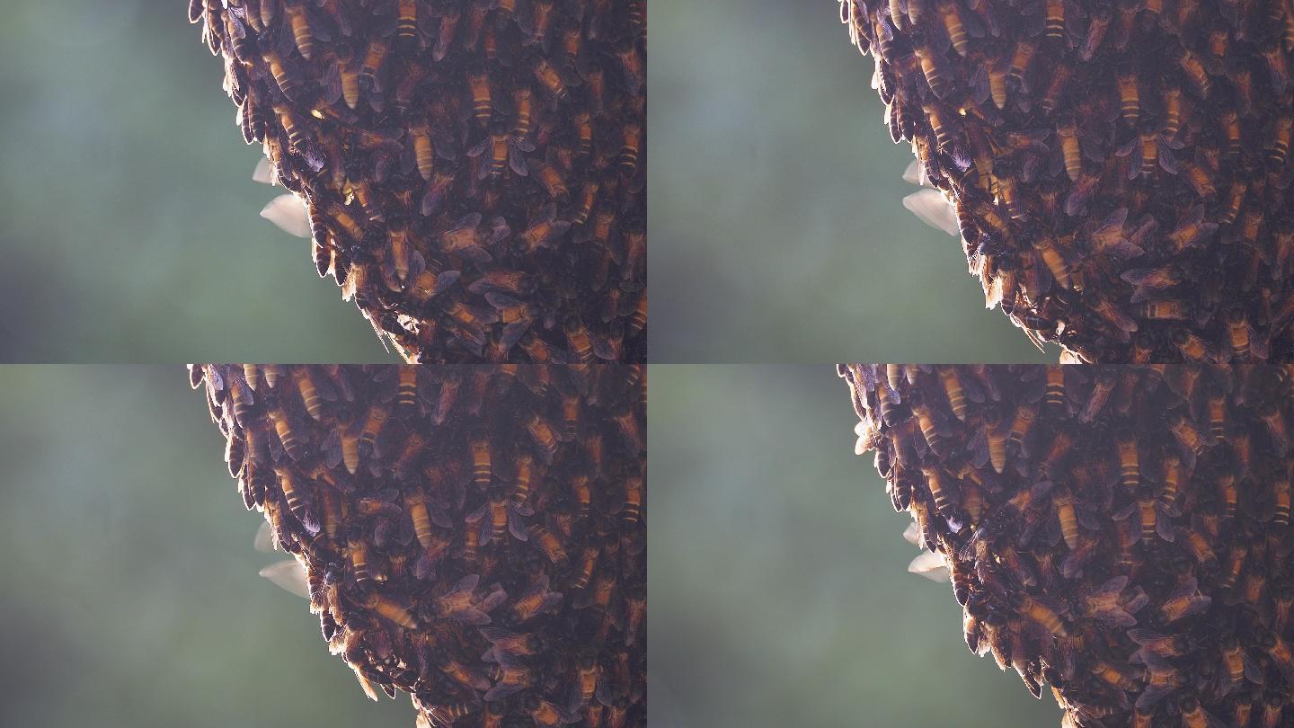 许多蜜蜂在蜂巢上爬行，背景是波基灯
