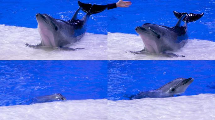 海洋公园 海豚 表演