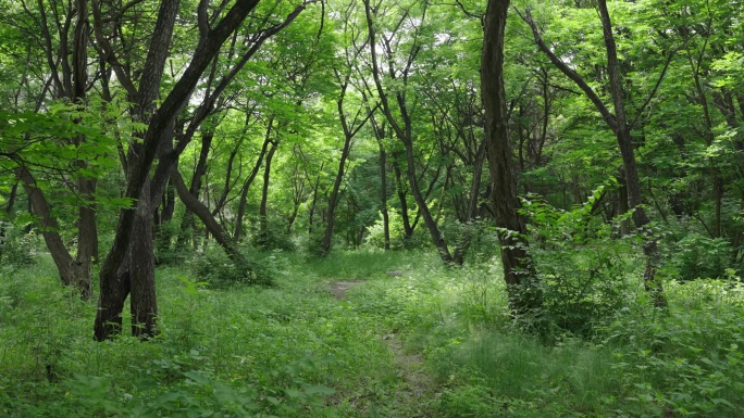 4k穿梭森林唯美清新绿树成荫山间小路