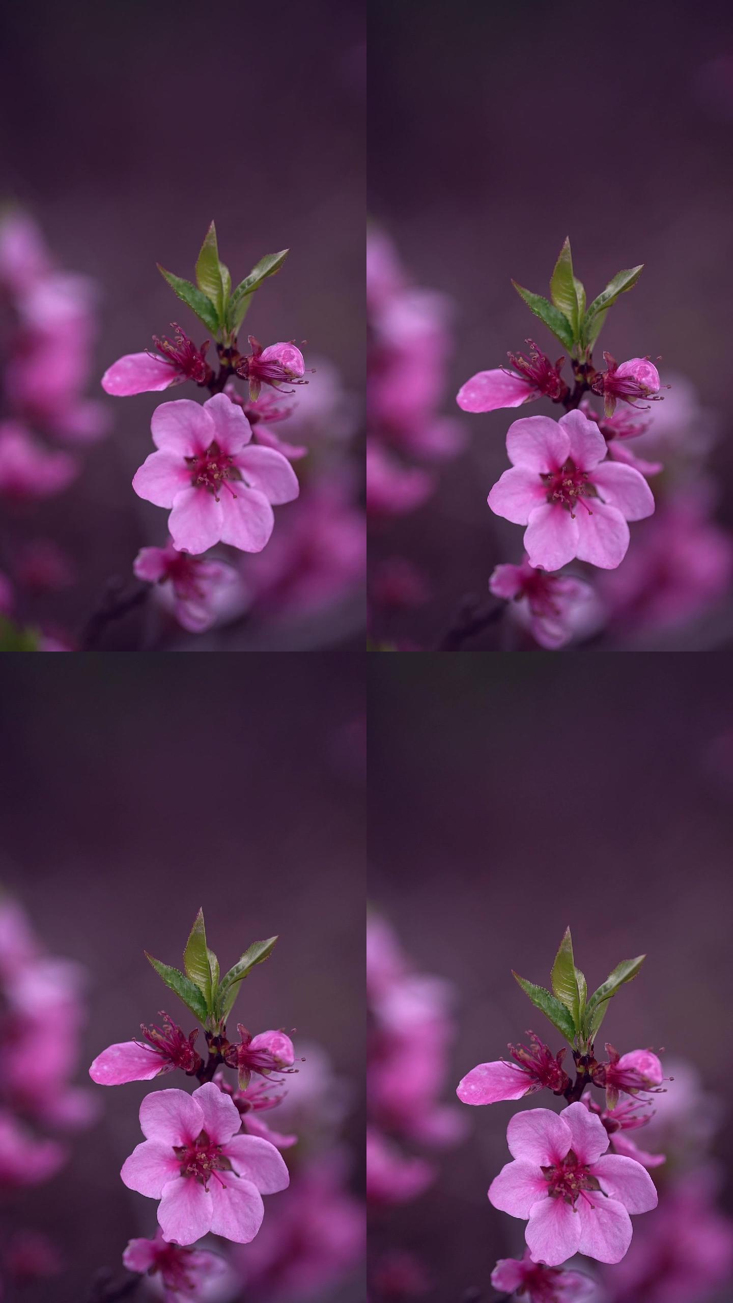 背景模糊的粉红色花朵