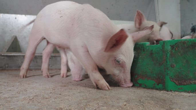 养猪场自动喂食吃饲料现代化养猪