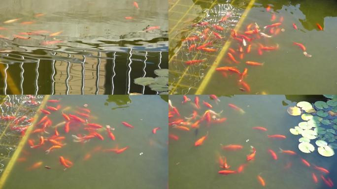 HDR视频素材—池塘里的红鲤鱼群