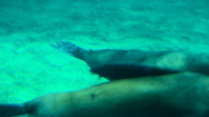 海洋公园 海狮游泳 海洋动物