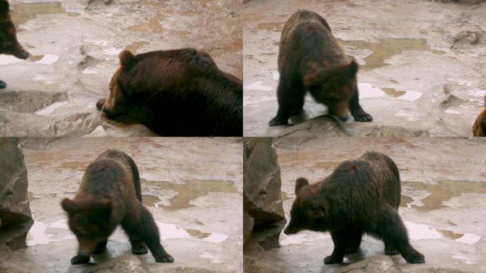 海洋公园 棕熊 动物