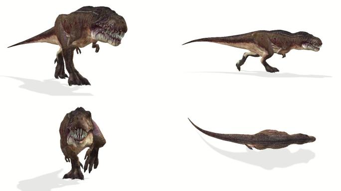 霸王龙恐龙行走循环动画，可循环，四摄像头角度视图，白色隔离背景