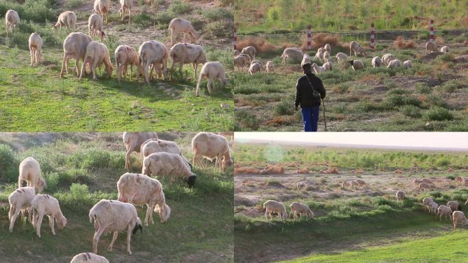 戈壁放羊人羊群畜牧业羊吃草牧场牧归戈壁